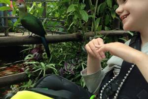 Young girl in a wheelchair smiling and looking at a tropical bird